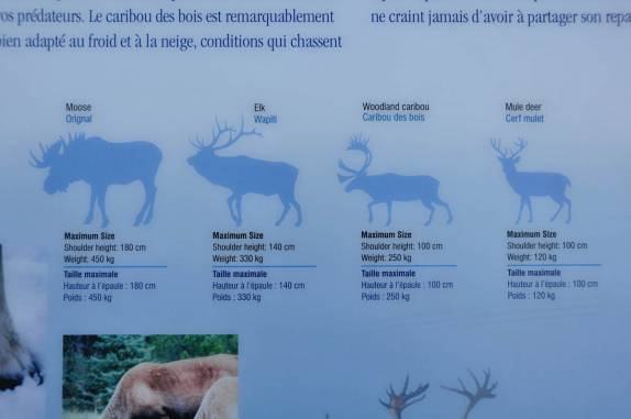 Painel explicativo sobre os diversos tipos de cervídeos, no Jasper National Park, em Alberta, no Canadá
